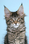 Maine Coon Kitten Portrait