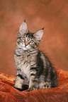 sitting Maine Coon Kitten