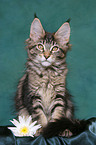 sitting Maine Coon Kitten