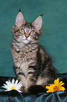 sitting Maine Coon Kitten