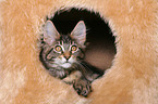 Maine Coon Kitten in cat furniture