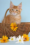 Maine Coon Kitten in basket