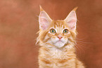 Maine Coon Kitten Portrait