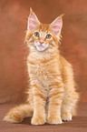 sitting Maine Coon Kitten