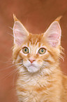 Maine Coon Kitten Portrait