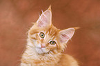 Maine Coon Kitten Portrait