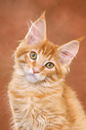 Maine Coon Kitten Portrait