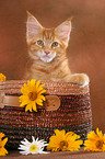 Maine Coon Kitten in basket