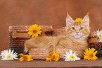 Maine Coon Kitten in basket