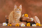 Maine Coon Kitten in basket