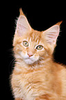 Maine Coon Kitten Portrait