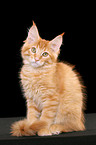 sitting Maine Coon Kitten