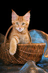 cute Maine Coon Kitten in basket