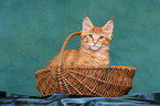 Maine Coon Kitten in basket