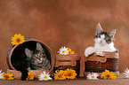 2 Maine Coon Kitten in baskets