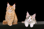 2 Maine Coon Kitten