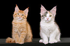 2 sitting Maine Coon Kitten