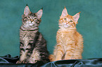 2 sitting Maine Coon Kitten