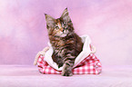 Maine Coon kitten