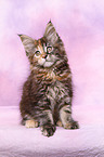 Maine Coon kitten