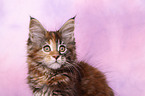 Maine Coon kitten