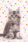 Maine Coon kitten