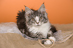 young Maine Coon