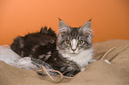 young Maine Coon