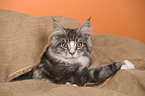 young Maine Coon