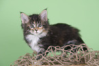 Maine Coon kitten