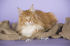 lying Maine Coon