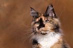 young Maine Coon