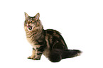 sitting Maine Coon