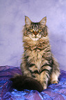 sitting Maine Coon