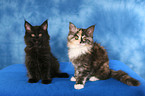 Maine Coon kitten