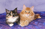 Maine Coon kitten