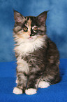 Maine Coon kitten