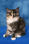 Maine Coon kitten