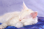 Maine Coon kitten