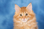 Maine Coon kitten