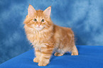 Maine Coon kitten