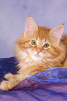 Maine Coon kitten