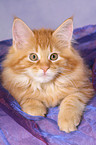 Maine Coon kitten