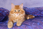 Maine Coon kitten