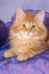 Maine Coon kitten