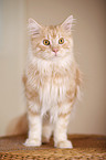 Maine Coon