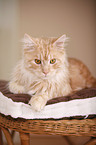 lying Maine Coon