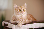 lying Maine Coon