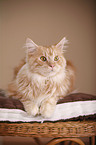 lying Maine Coon