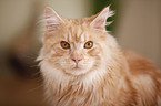 Maine Coon Portrait